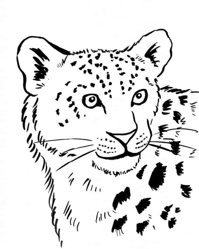 Endangered Species Coloring Pages Snow Leopard