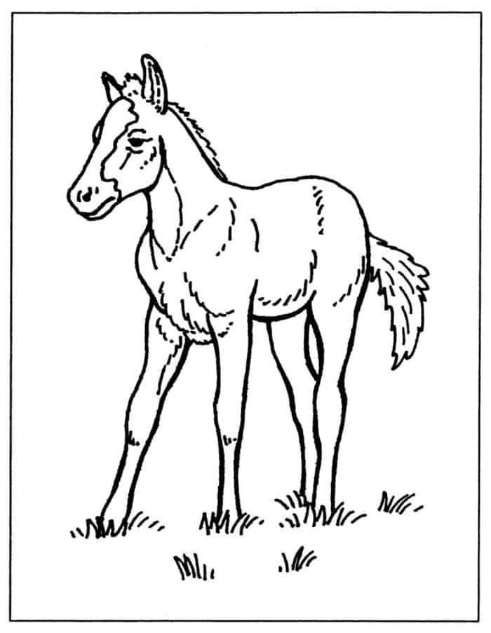 Farm Animal Horse Coloring Pages