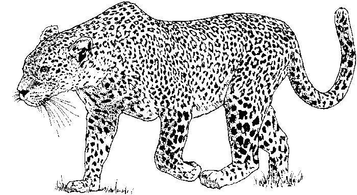 Free Adult Coloring Pages Paisley Leopard On Tree