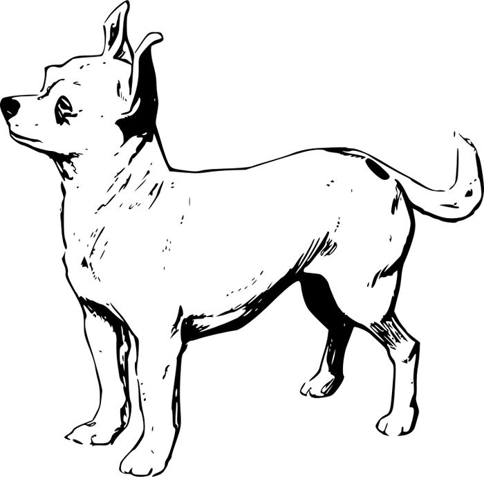 Free Chihuahua Coloring Pages