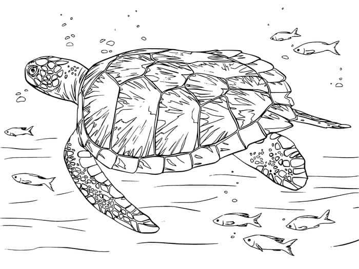 Free Printable Coloring Pages For Adults Sea Animals