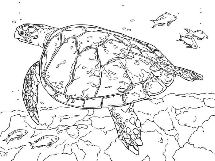 Free Printable Sea Turtle Realistic Coloring Pages