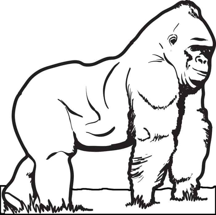 Gorilla Coloring Pages For Adults
