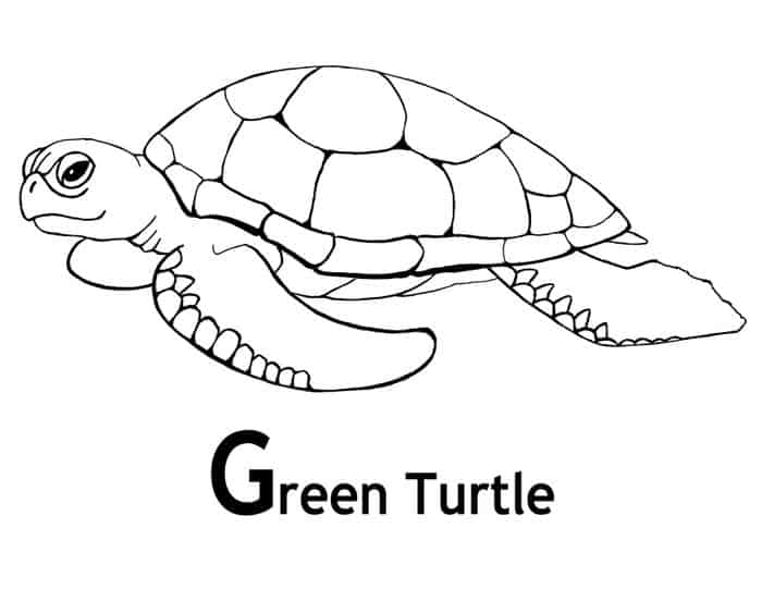 Green Sea Turtle Mexican Coloring Pages