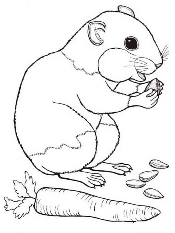 Images Of Easter Hamster Coloring Pages