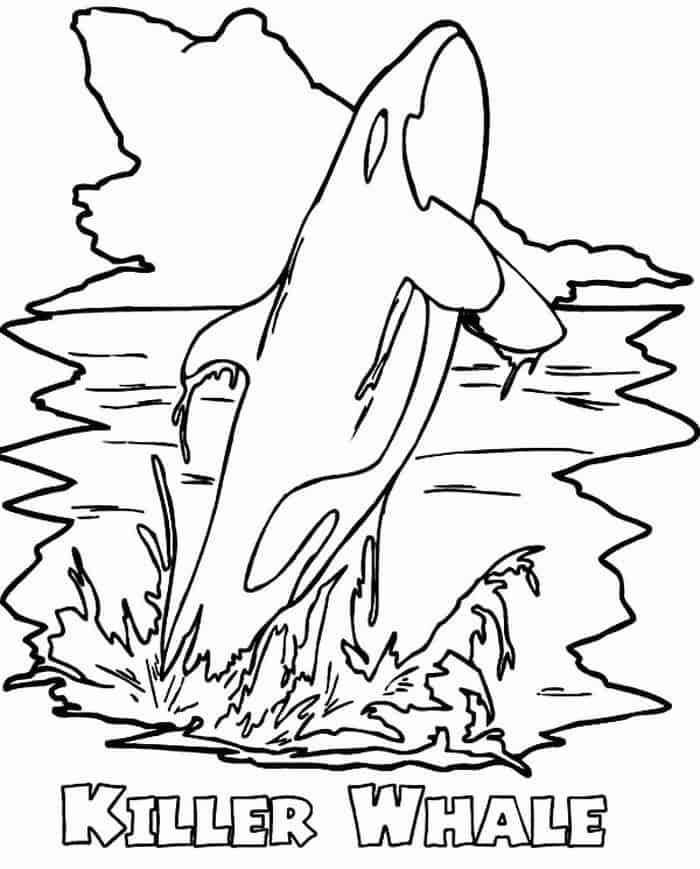 Killer Whale Coloring Pages To Print