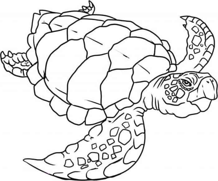 Leatherback Sea Turtle Coloring Pages