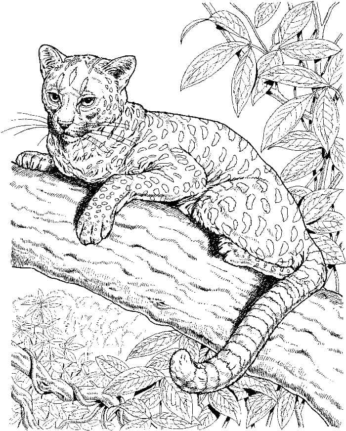 Leopard Coloring Pages To Print