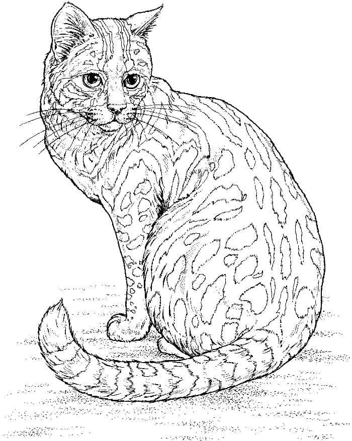 Leopard Print Cat Coloring Pages