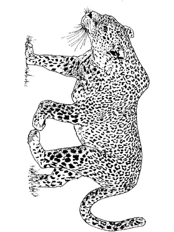 Leopard Printable Coloring Pages