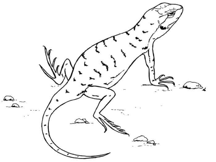 Lizard Eating Coloring Pages
