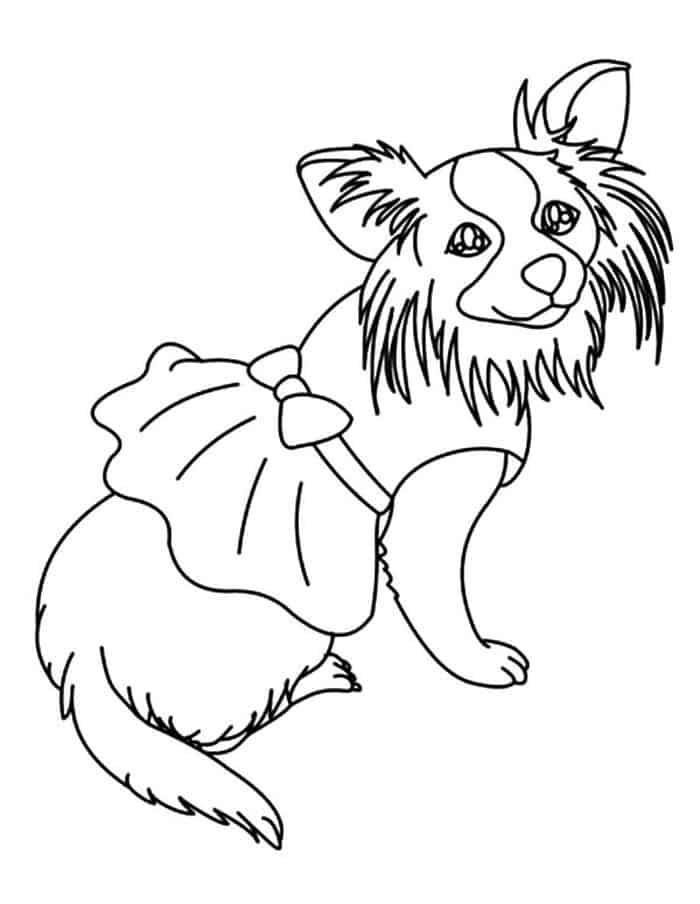 Long Hair Chihuahua Coloring Pages