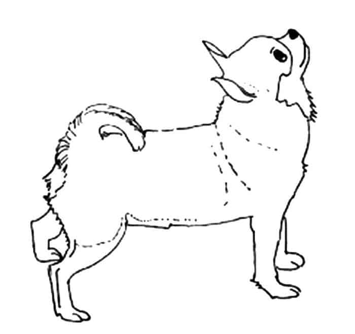 Long Haired Chihuahua Coloring Pages