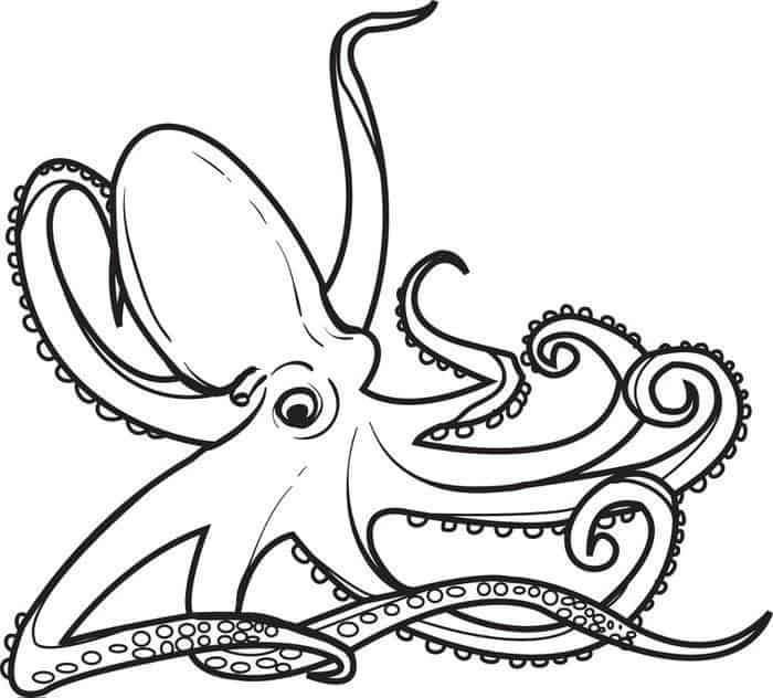 Octopus Coloring Pages For Adults
