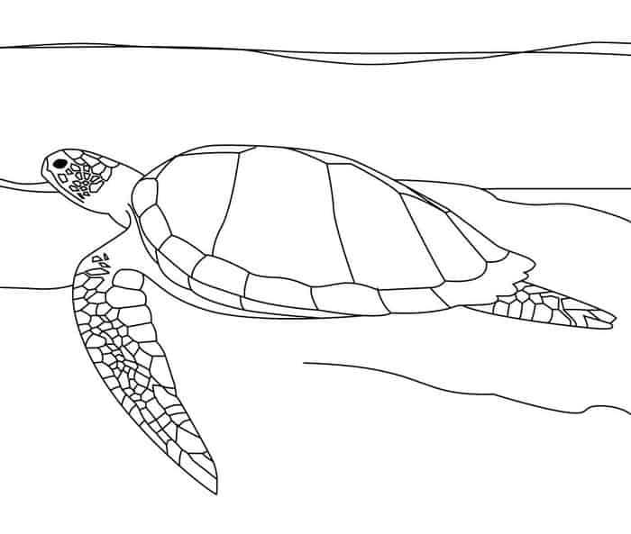 Printable Coloring Pages Sea Turtle