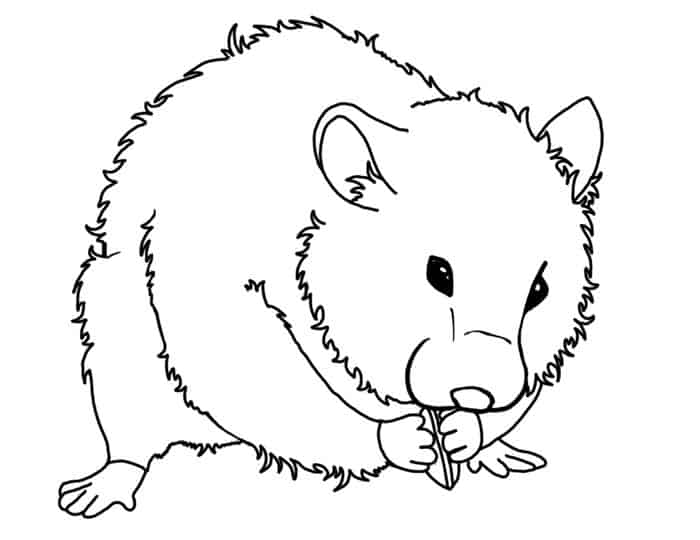 Real Hamster Coloring Pages