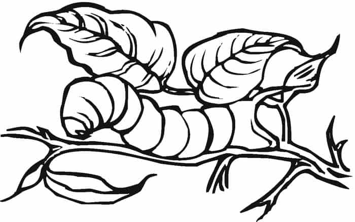 Realistic Caterpillar Coloring Pages