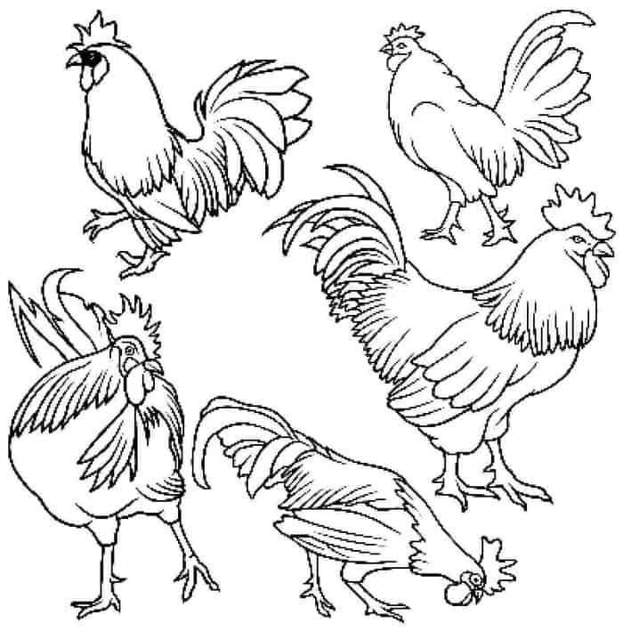 Realistic Chicken Coloring Pages