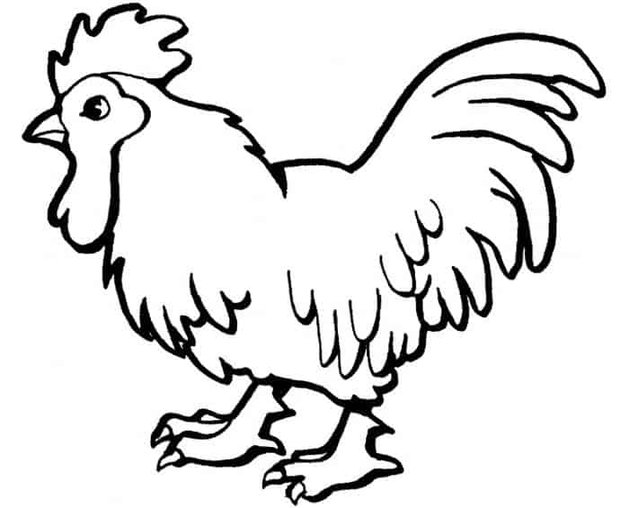 Realistic Coloring Pages Chicken Images