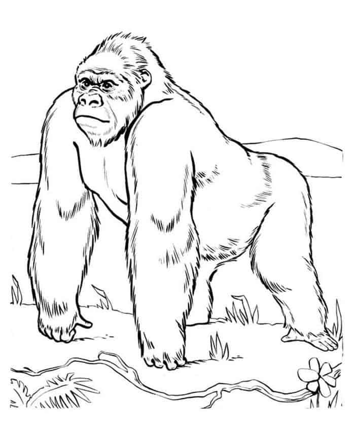 Realistic Gorilla Coloring Pages