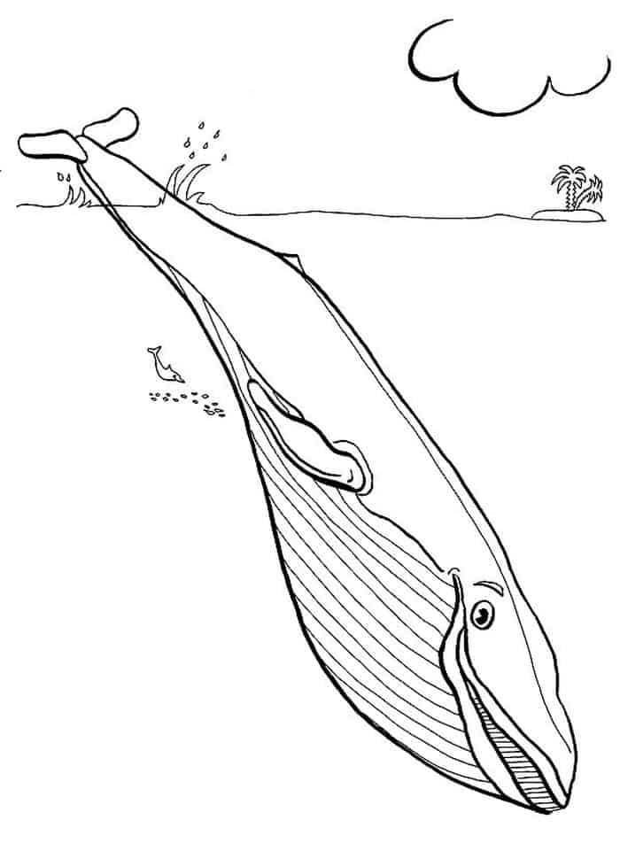 Sea Animals Coloring Pages Detail