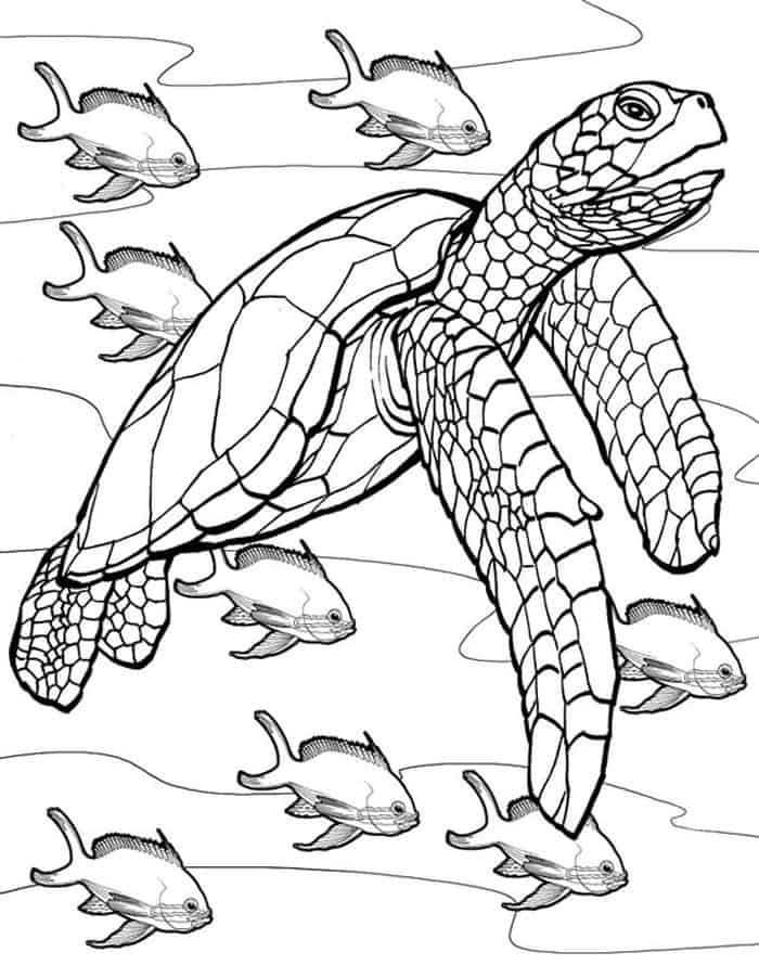 Sea Turtle Adult Coloring Book Pages