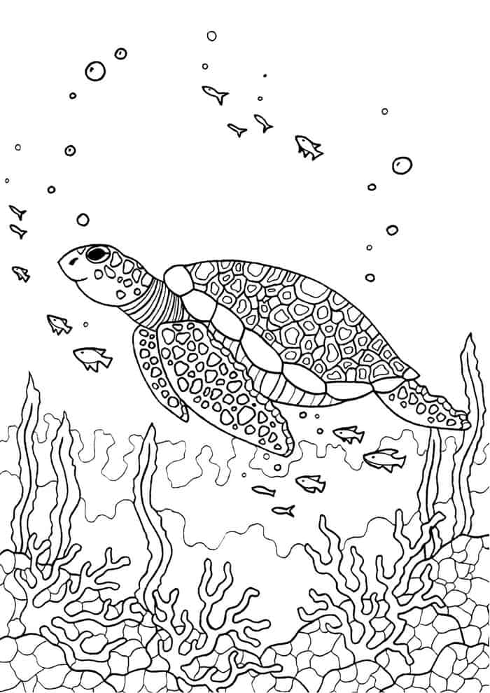 Sea Turtle Adult Coloring Pages
