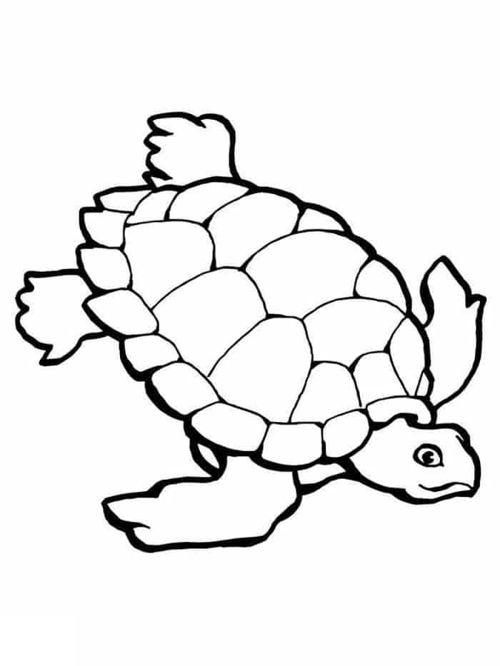 Sea Turtle Coloring Pages Free