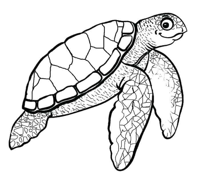 Sea Turtle Coloring Pages That Are Already Colored