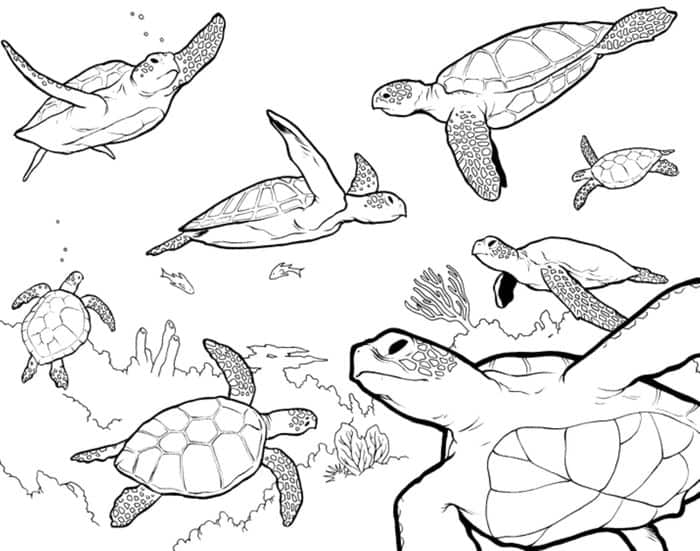 Sea Turtle Detailed Coloring Pages