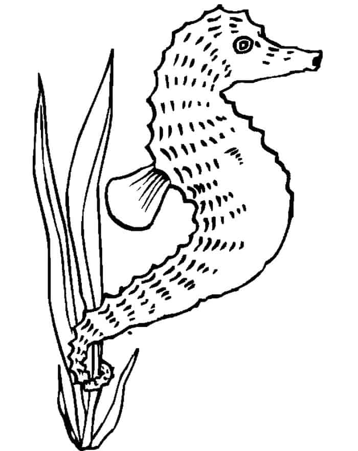 Seahorse Digestive System Coloring Pages