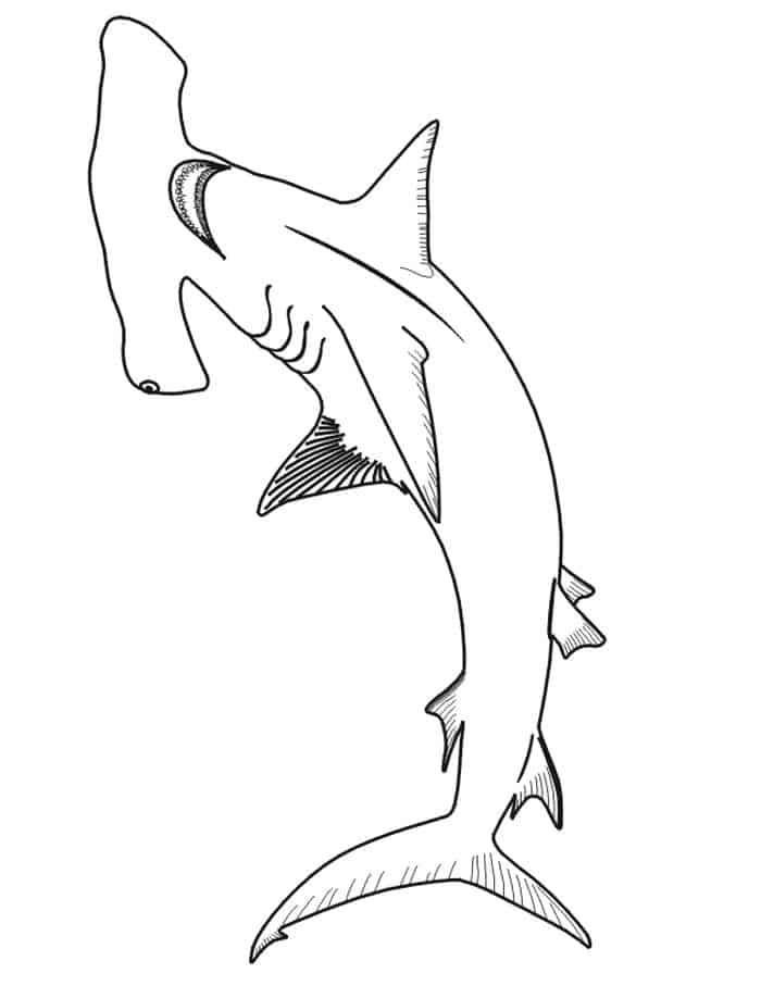 Shark Adult Coloring Pages