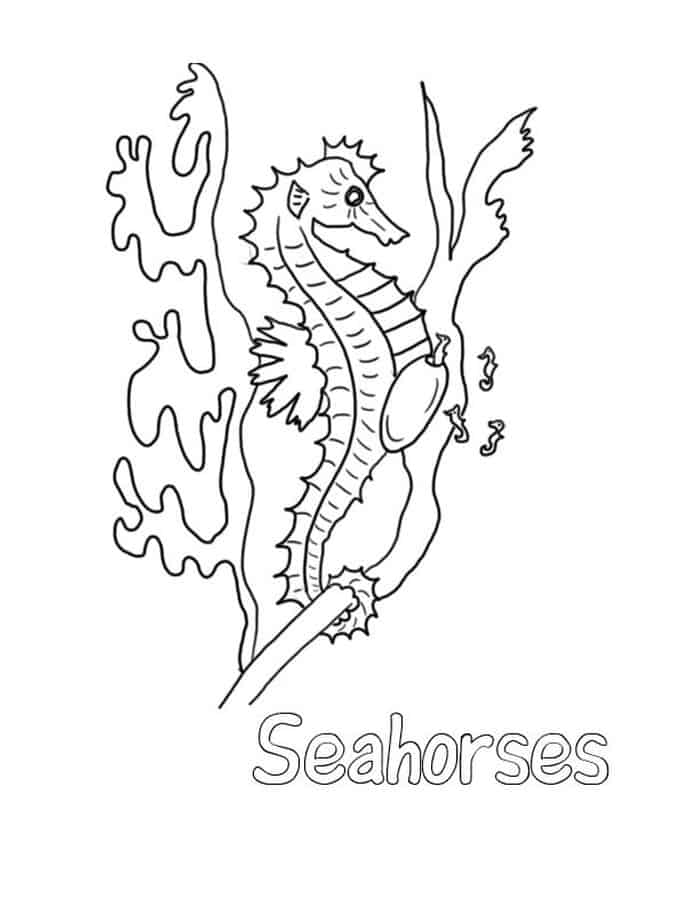 Small Coloring Pages Of Seahorse