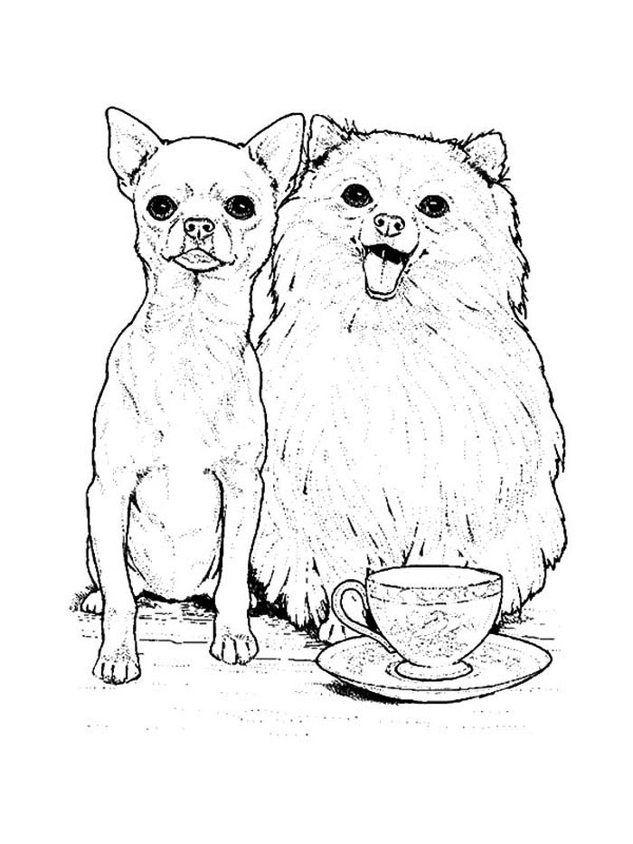 Teacup Chihuahua Coloring Pages