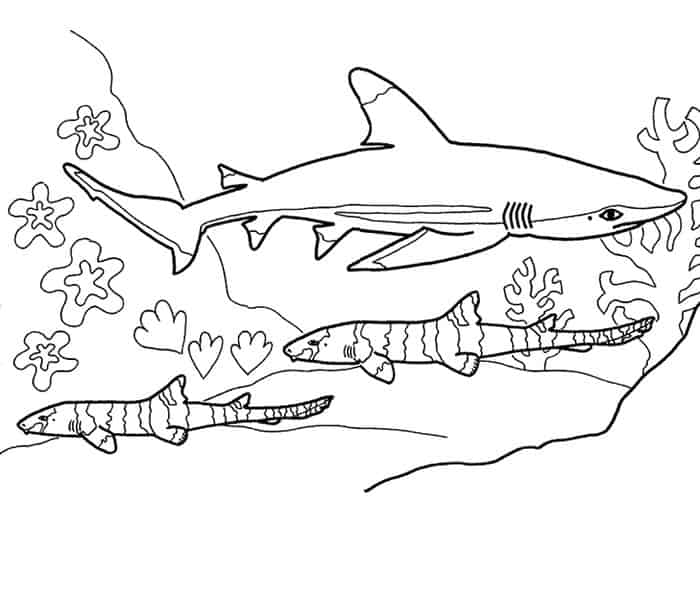 Tiger Shark Coloring Pages