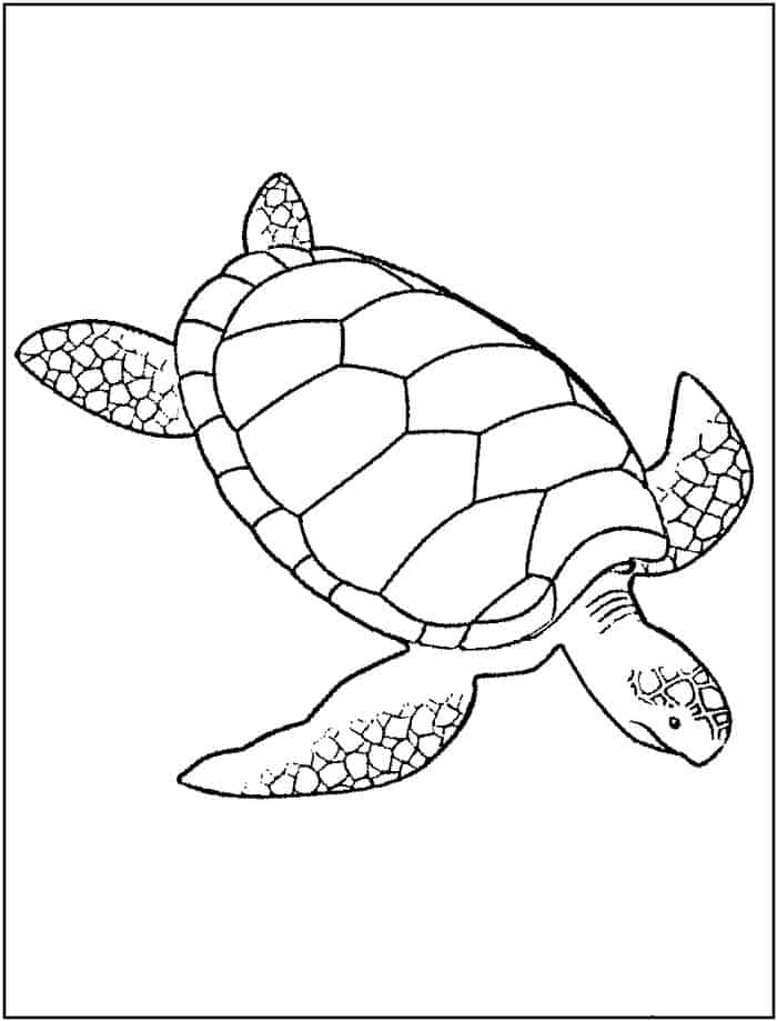 Turtle Coloring Pages To Print