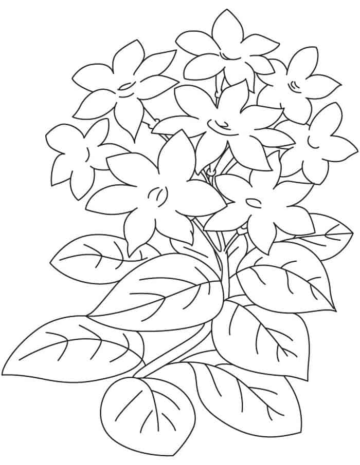 Yellow Jasmine Coloring Pages