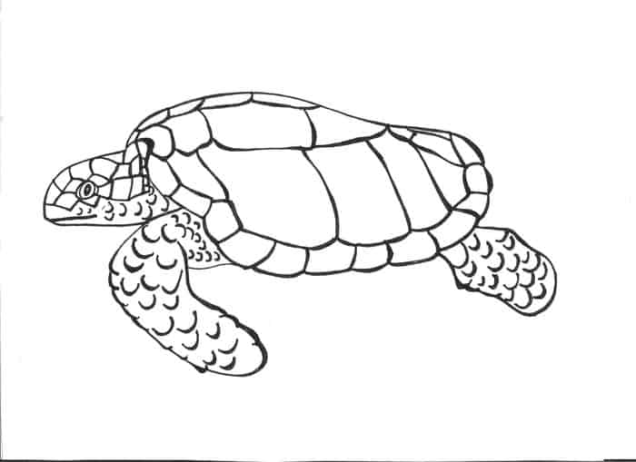 sea turtle printable coloring pages