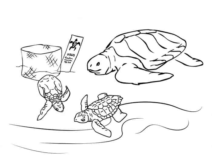 seal and sea turtle coloring pages