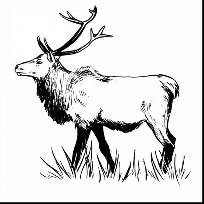 A Moose In Forest Coloring Pages