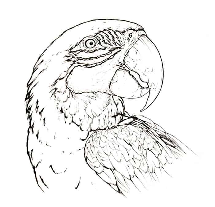 Adult African Grey Parrot Coloring Pages