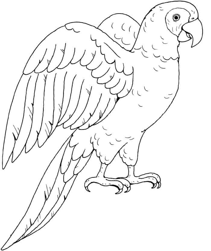 Adult Coloring Pages Parrot