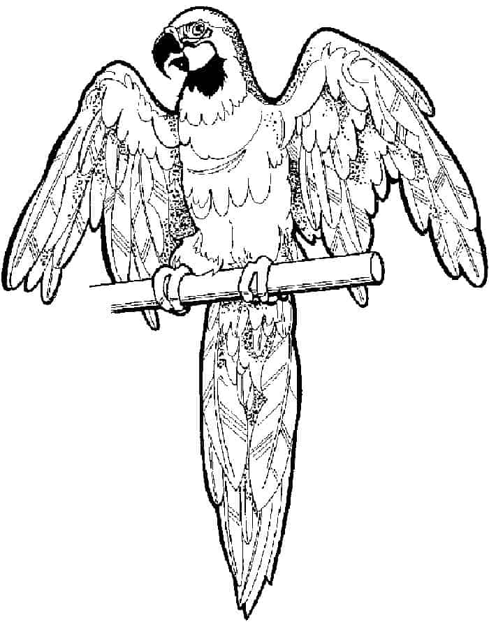 African Grey Parrot Coloring Pages