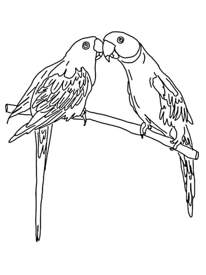 Amazon Parrot Coloring Pages