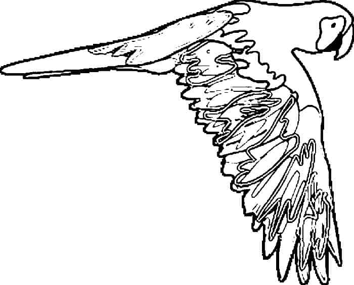 Animal Coloring Pages Parrot Flying