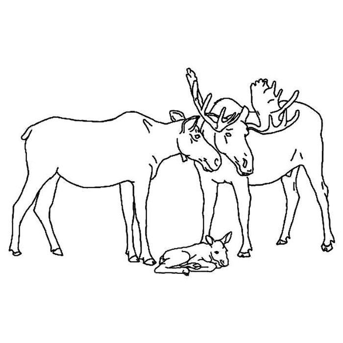 Baby Moose In The Wild Coloring Pages