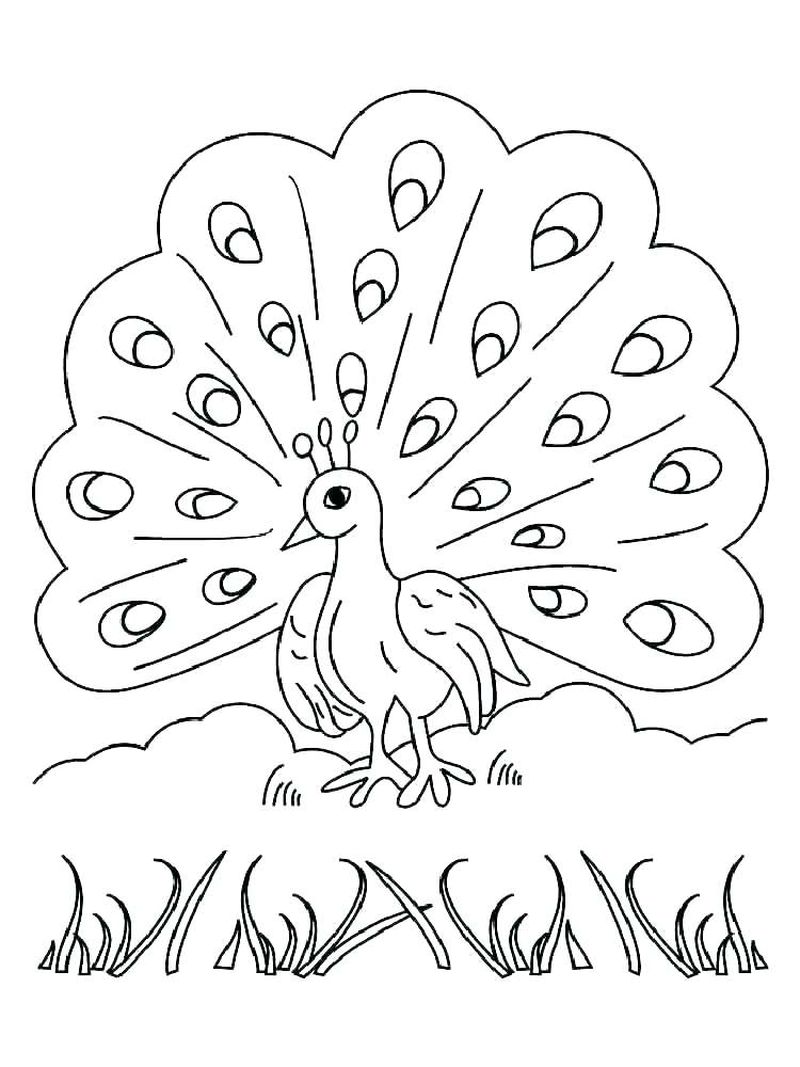 Baby Peacock Coloring Pages