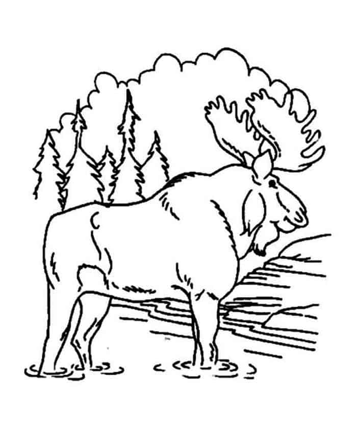 Coloring Pages Moose Mother Calf