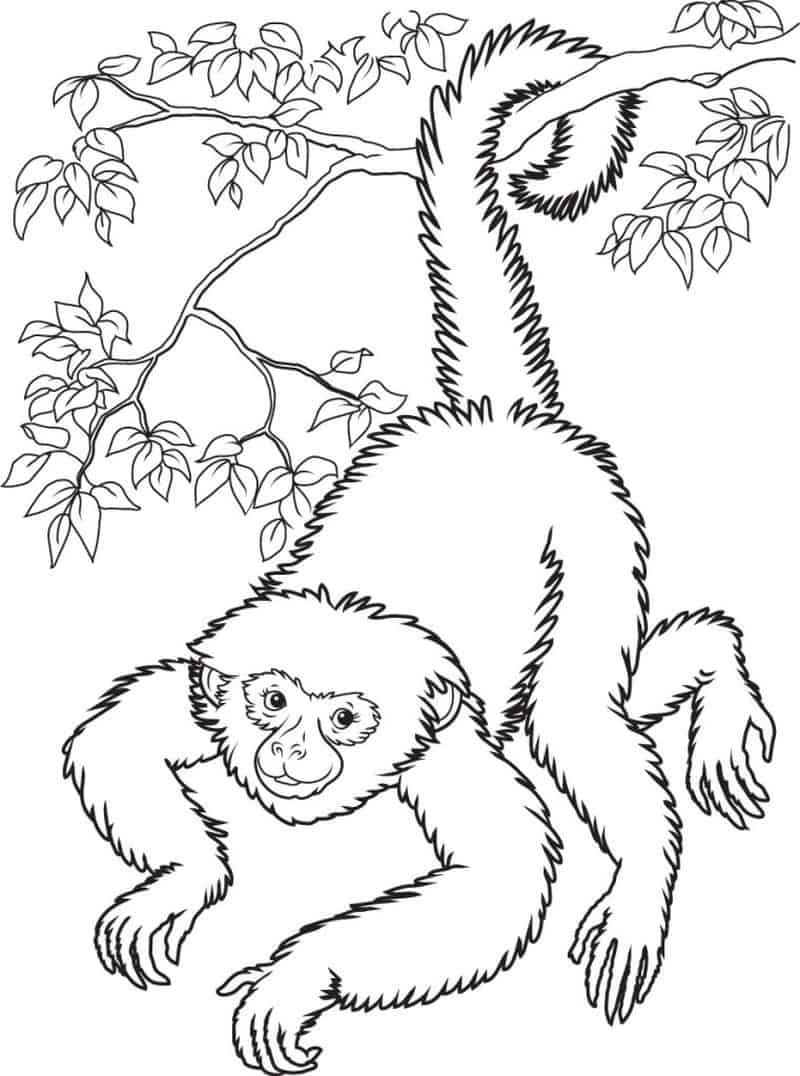 Coloring Pages Of Monkeys To Print