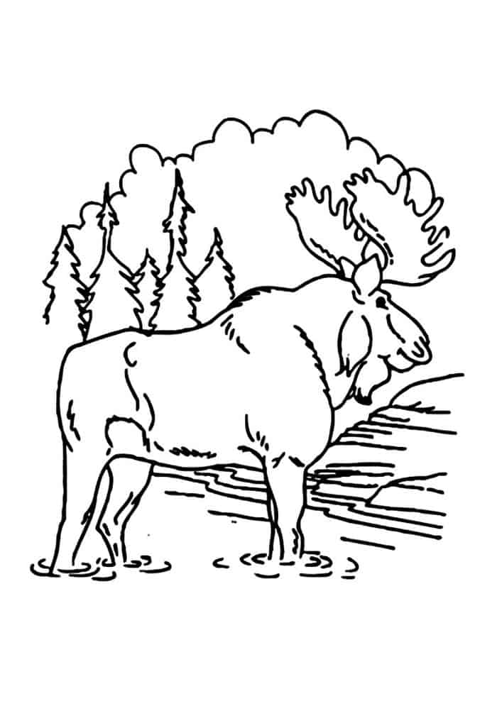 Coloring Pages Of Moose In The Woods